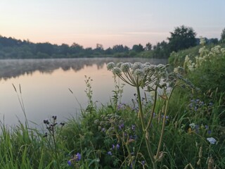 Summer morning landscape with lake, grass, foggy horizon and forest on riverside