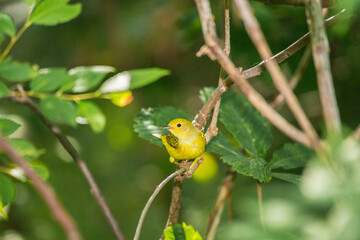 Yellow Warbler