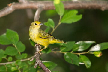 Yellow Warbler