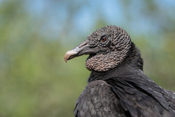 Close up of an American Black Vulture