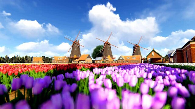 Traditional Dutch windmills with vibrant tulips in the foreground over blue sky
