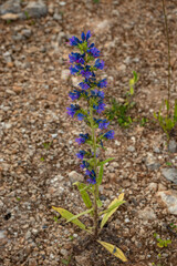 Beautiful purple Echium on stony clay ground.
