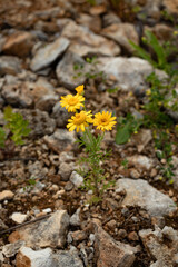 Beautiful yellow flowers growing through rocky ground.