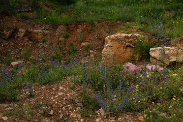 A stony clay hill overgrown with meadow grasses and flowers.