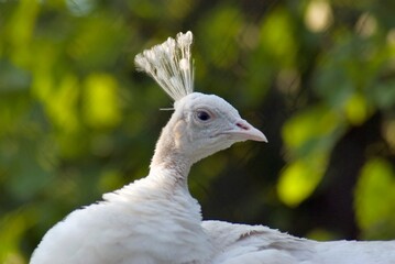 Close up of a white peacock
