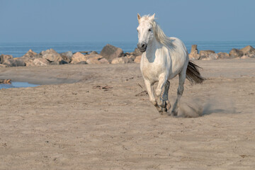 Obraz na płótnie Canvas White Horse Running on the Beach, Kicking up Sand