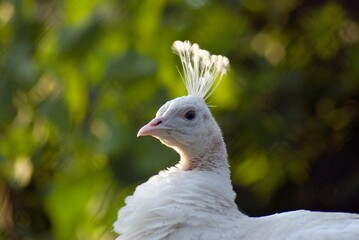 Close up of a white peacock