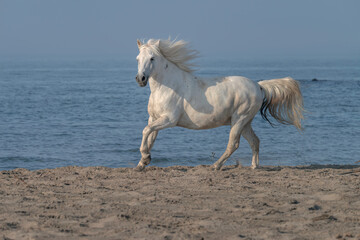 Fototapeta na wymiar White Horse Running on the Beach, Kicking up Sand. Image taken in the Camargue region of France.