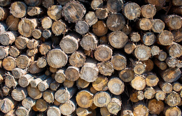 Bigh bright pile of fresh cutted wood in the deforested forest. Wood background / texture / pattern / wallpaper
