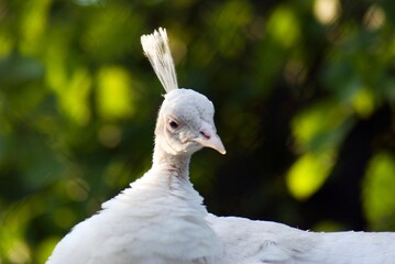White peacock portrait in the garden