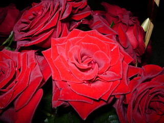 red roses on black background