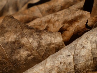 Innervation: close up of a dried leaves