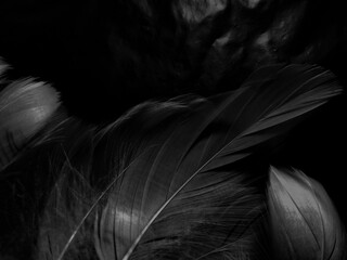 Obraz premium Beautiful abstract white feathers on black background and soft black feather texture on white pattern and light background, gray feather background, gray banners