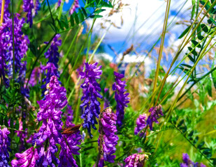Naklejka premium Nature wildflowers outdoors meadow background. Lavender purple wild plants on green grass blue sky wallpaper. Blooming flowers meadow flora closeup.
