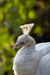 Close up of a white peacock