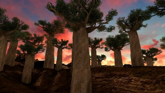 Pan of giant baobab trees at sunset