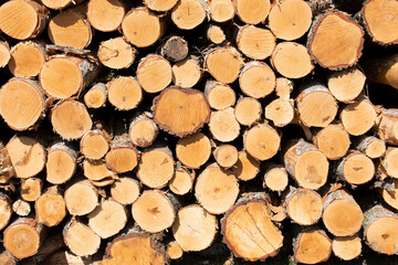 Bigh bright pile of fresh cutted wood in the deforested forest. Wood background / texture / pattern / wallpaper
