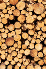 Bigh bright pile of fresh cutted wood in the deforested forest. Wood background / texture / pattern / wallpaper
