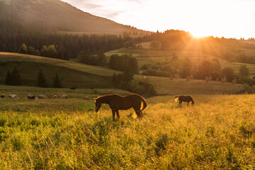 Horses graze on a green meadow in the rays of the setting sun against the background of mountains in a contour light.