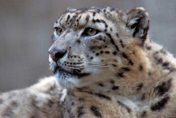 Fototapeta premium Close up portrait of a leopard