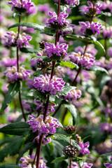 Jerusalem Sage (Phlomis tuberosa var. Amazone)