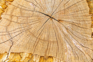 Fototapeta premium Beautiful varied wood / tree background / texture / pattern / wallpaper. Wood surface with pattern of wood grain and natural trace 