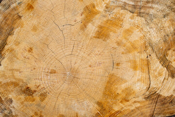 Beautiful varied wood / tree background / texture / pattern / wallpaper. Wood surface with pattern of wood grain and natural trace

