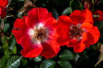 Garden Rose Flower, Variety 'Gizmo'