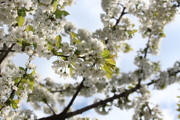 cherry blossom in spring
