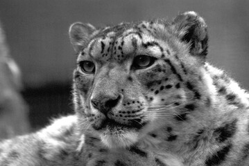 Close up portrait of a snow leopard