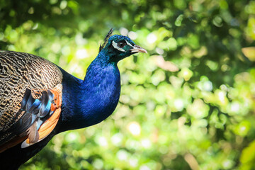 peacock in the park