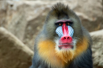 Portrait of a male mandrillus monkey - obrazy, fototapety, plakaty
