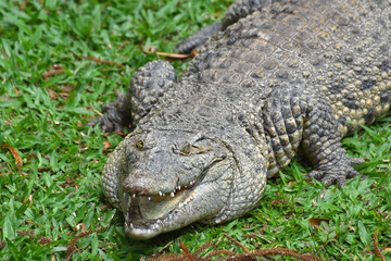 Salt water crocodile on a grass