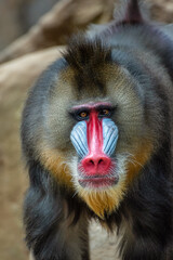 Obraz premium Portrait of a male mandrillus monkey