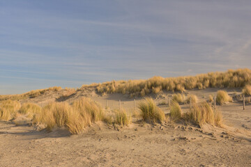 Dry grass on the sandy shore of the sea on a sunny day.