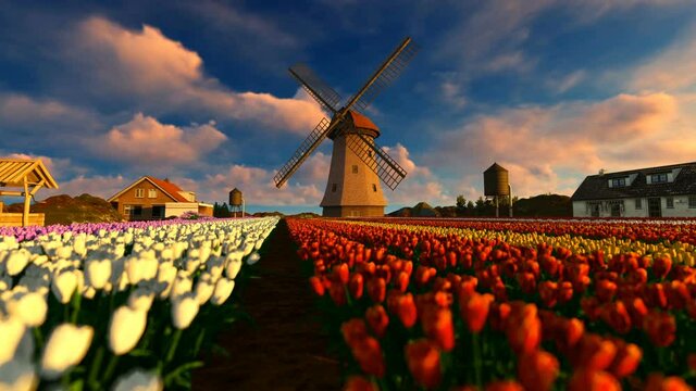 Colorful tulip field and old wind mill