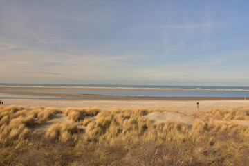 Fototapeta na wymiar Dry grass on the sandy shore of the sea on a sunny day.