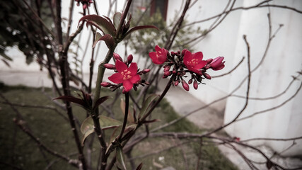 magnolia tree blossom