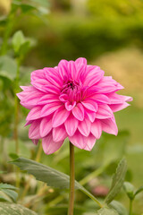 Obraz premium Pink Daisy Flower In The Garden