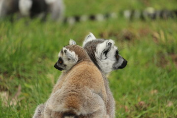 monkey mother en baby
