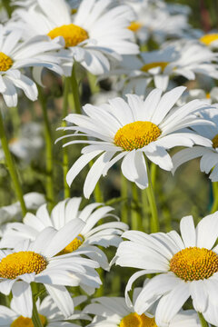 White flowers (Leucanthemum vulgare Lam., ox-eye) in the meadow