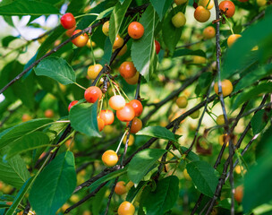 Branch of cherries, with immature and Mature berries cherries.
