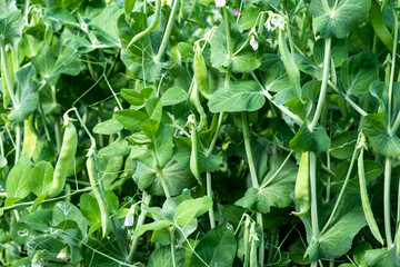 Growing fresh green pea pods. Pea pods grow in rural areas. Health food.