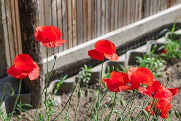 Fototapeta na wymiar Thickets of red poppy flowers on the background of a wooden fence from boards