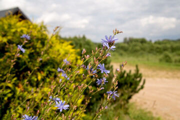 Wildflowers in Bloom Against a Rural Landscape
