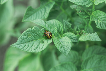 Fototapeta premium Insect pest Colorado potato beetle sits on a potato bush