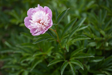one bright pink peony bud in the center of the composition on a green background