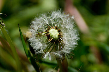 Pusteblume