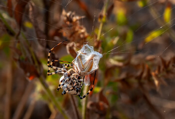  Beautiful spider on a spider web.  Beautiful spider feasting grasshopper on a spider web . Macro photo.