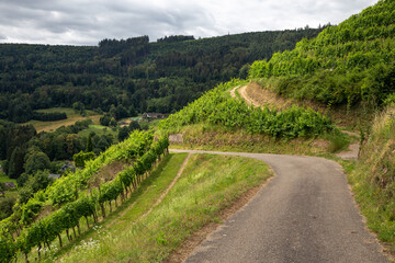 Wunderfitzpfad Diersburg Hohberg Black Forest Schwarzwald
